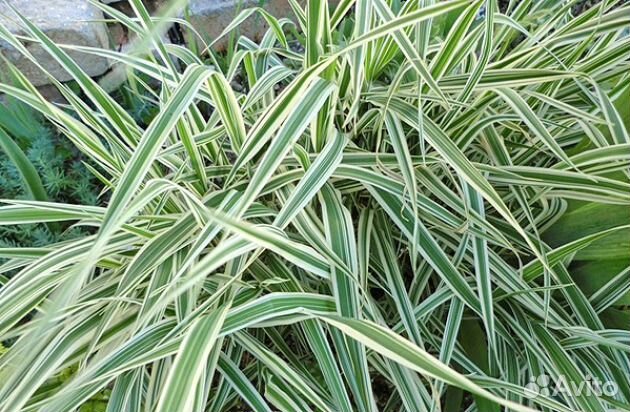 Продам дицентру, монарду и другие садовые растения