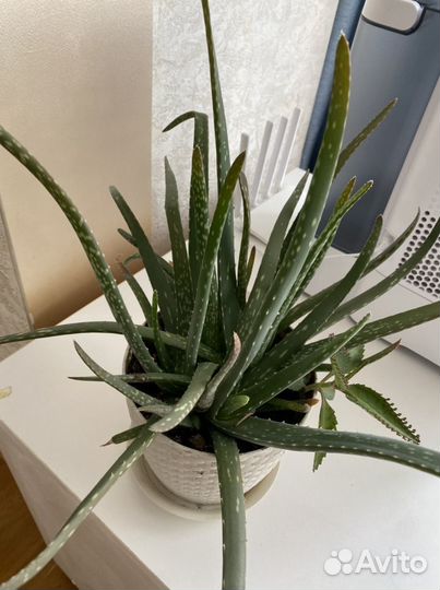 Алоэ Вера барбаденсис, лечебное