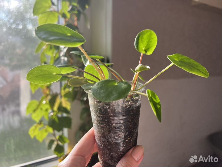 Пилея Пеперомия 3 шт