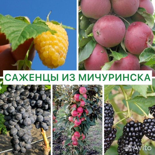 Саженцы плодовых деревьев и кустарников