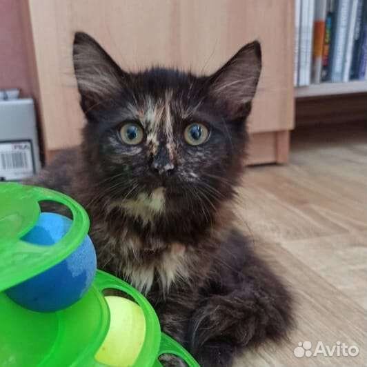 Котенок кошка