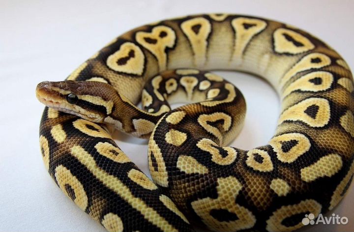 Фотосессия со змеёй