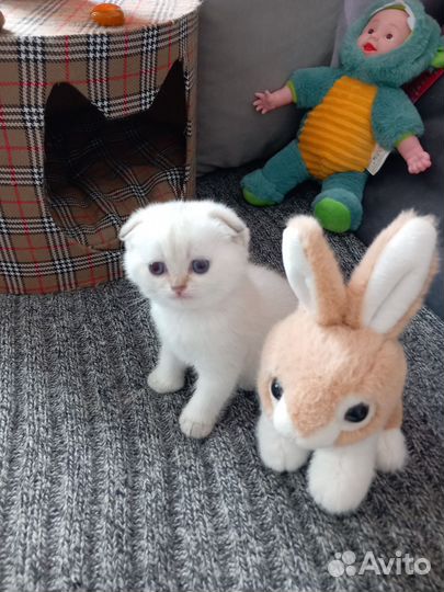 Шотландский котенок