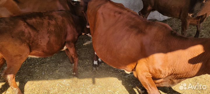 Продаются коровы