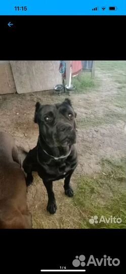 Собаки щенки