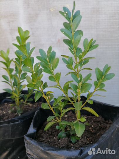 Самшит вечнозеленый