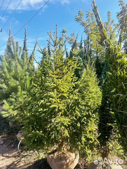 Саженцы сосны обыкновенной 2,9 м