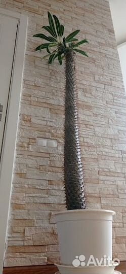 Комнатные домашние растения