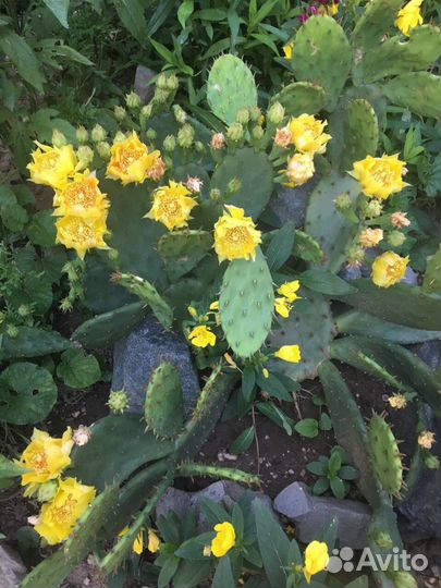 Садовые растения. Кактус.Опунция