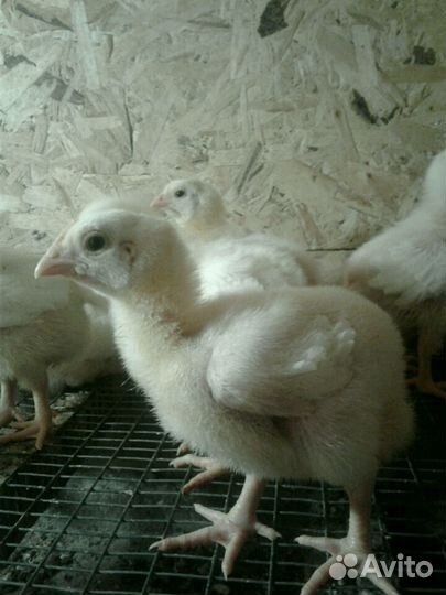 Цыплята бройлеры, перепела