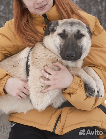 Собака в добрые руки отдам бесплатно