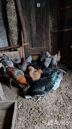 Семья амераукана три курочки и петушок