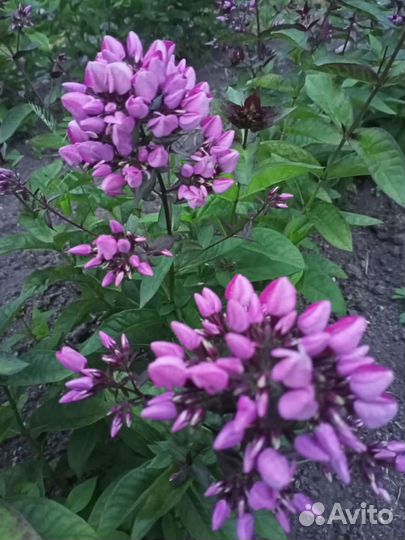 Флоксы сортовые