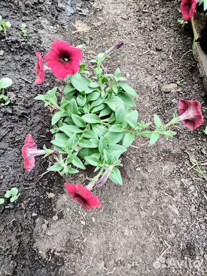 Петуния ампельная