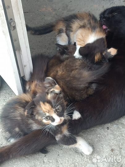 Котята в добрые руки бесплатно