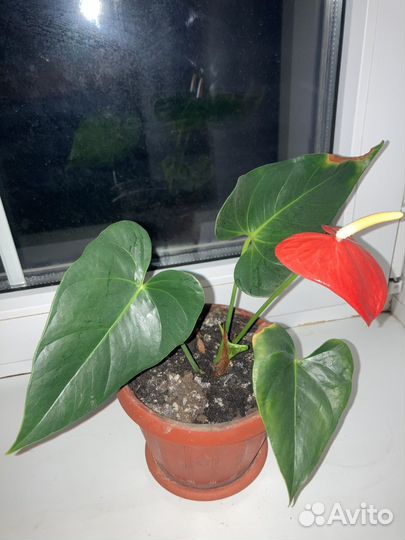 Антуриум розовый