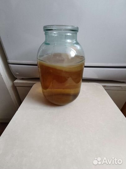 Чайный гриб и Молочные грибки