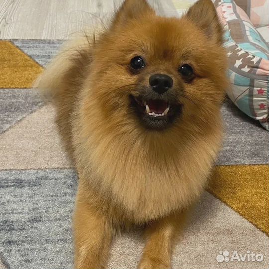 Груминг собак и кошек