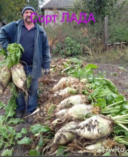 Семена кормовой свеклы