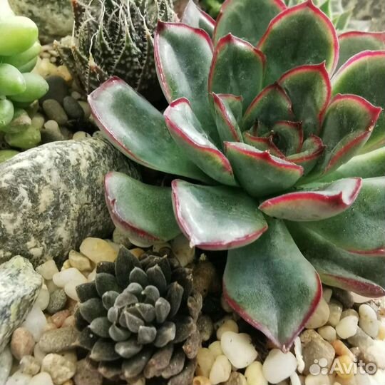 Флорариум в форме сердца