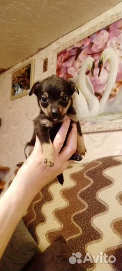 Той-терьер щенки