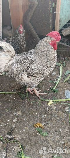Куры несушки