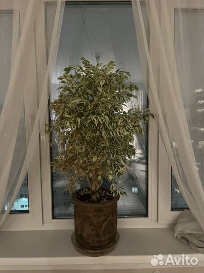 Фикус бенджамина