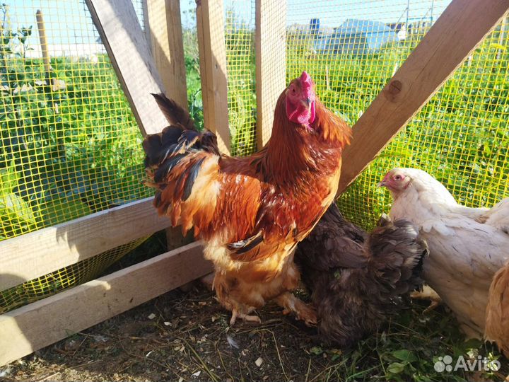 Цыплята брама