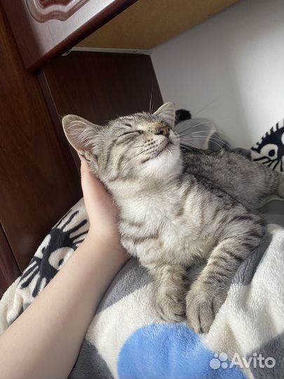 Котик ищет дом