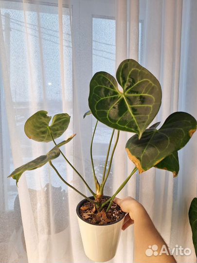 Антуриум гибрид кларинервиумптеродактиль