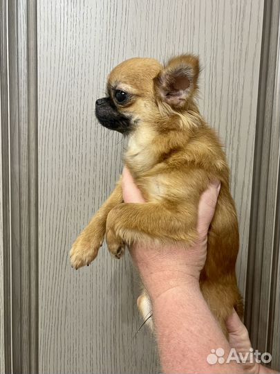 Щенки Чихуахуа