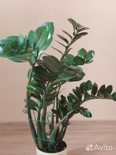 Замиокулькас