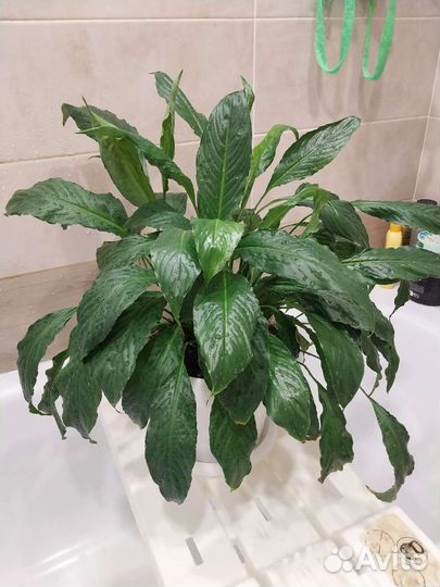 Спатифиллум