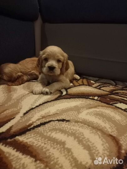 Кокер спаниель