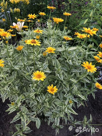 Многолетник для сада