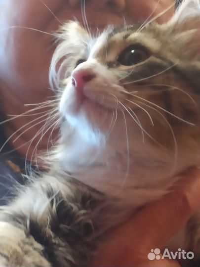 Котёнок Ириска