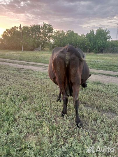 Коровы дойные