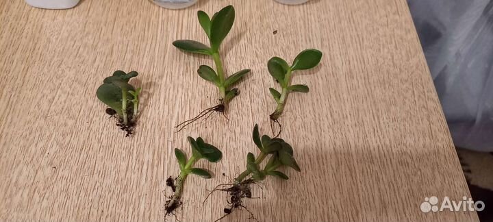 Денежное дерево толстянка (укоренившиеся ростки)