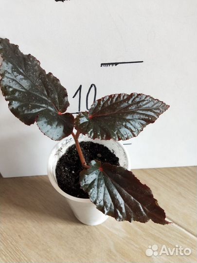 Бегонии кейн