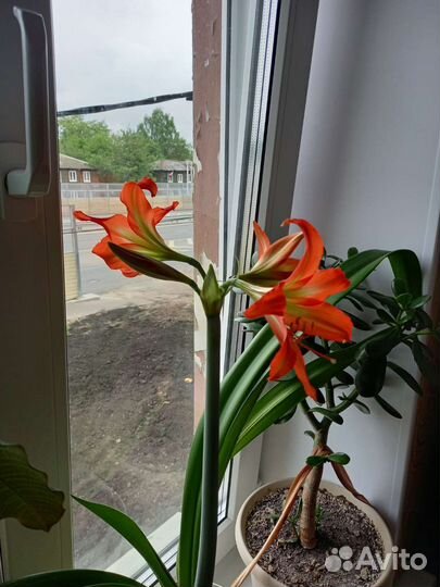 Гиппеаструм