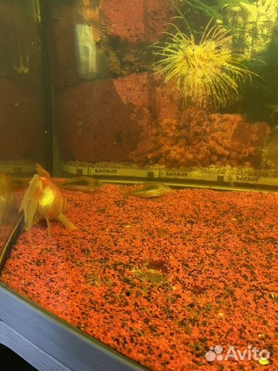 Аквариум с тумбой 250 литров