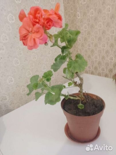 Герань пеларгония и ус золотой