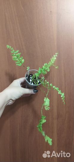 Папоротник сортовой