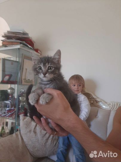 Крошка на ладошке привитый