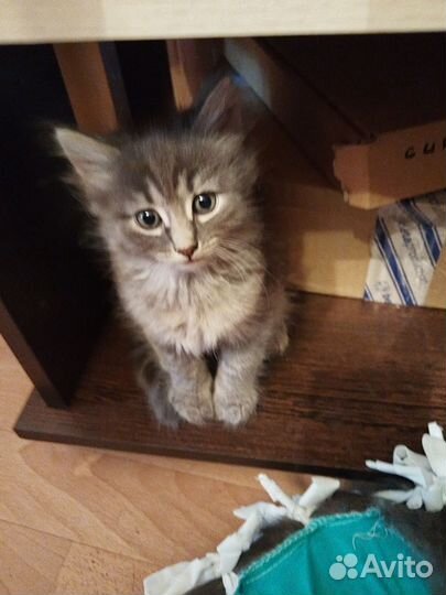 Котятки