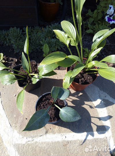 Хоста Флокс многолетники