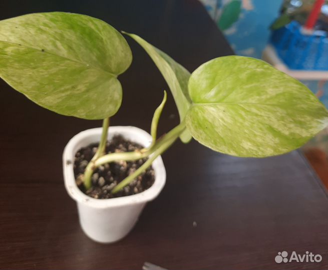 Филодендроны