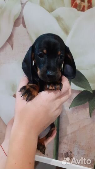 Щенки таксы стандартные