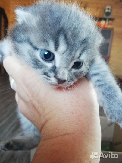 Котик бобтейл