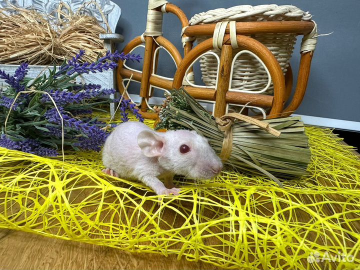 Крыса декоративная сфинкс